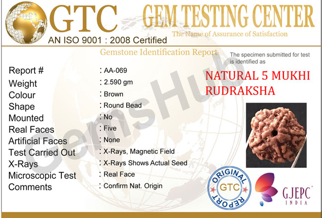 5 Mukhi Certified Nepali Rudraksha